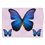 Gorgeous Blue Morpho Butterfly