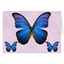 Gorgeous Blue Morpho Butterfly
