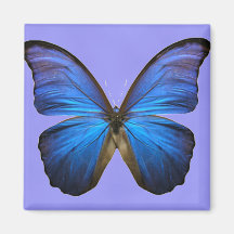 Gorgeous Blue Morpho Butterfly Fridge Magnets