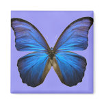 Gorgeous Blue Morpho Butterfly