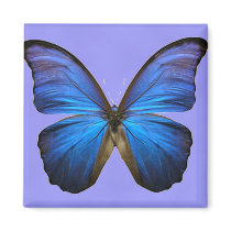 Gorgeous Blue Morpho Butterfly