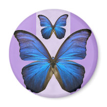 Gorgeous Blue Morpho Butterfly