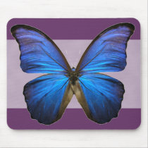 Gorgeous Blue Morpho Butterfly