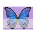 Gorgeous Blue Morpho Butterfly postcards