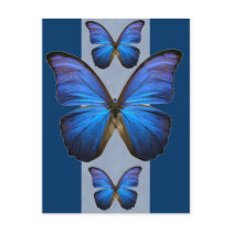 Gorgeous Blue Morpho Butterfly