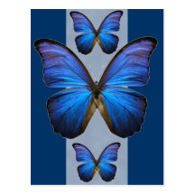 Gorgeous Blue Morpho Butterfly Postcard
