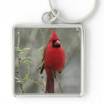 Gorgeous Cardinal Photo-  Keychain