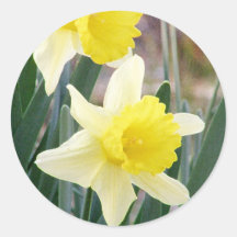 Gorgeous Daffodils Round Stickers