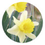 Gorgeous Daffodils Round Stickers