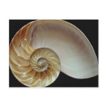 Gorgeous Nautilus shell Post Cards