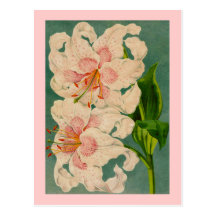 Gorgeous Painted Orchid Notecards Postcard