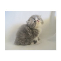 Gorgeous Persian kitty postcard