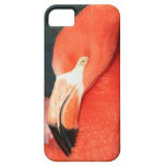 Gorgeous Pink Flamingo iPhone 5 Case