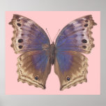Gorgeous Purple Butterfly Poster Print