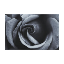 Gorgeous Rose in Black & White Stretched Canvas Print