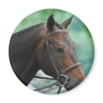 Gorgeous Warmblood Horse Magnet