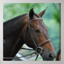 Gorgeous Warmblood Horse Mailing Labels Poster