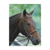 Gorgeous Warmblood Horse Postcard