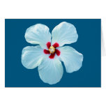 GORGEOUS WHITE HIBISCUS ON BLUE CARD