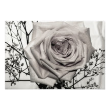 Gorgeous White Rose Photo Print