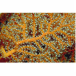 Gorgonian feeding in heavy currents photo sculptures