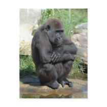 Gorila Sitting Postcard