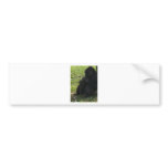 gorilla bumper sticker