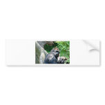 Gorilla bumper stickers