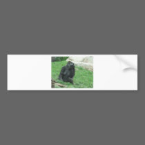 Gorilla bumper stickers