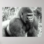 Gorilla in Black and White Poster posters