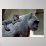 Gorilla Mother and Baby Print