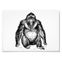 Gorilla Photo