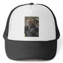 gorilla picking his nose - eeeewwwwwwww! hats