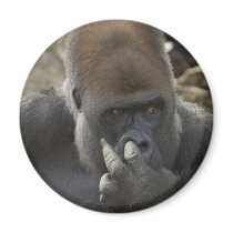 gorilla picking his nose - eeeewwwwwwww! fridge magnet