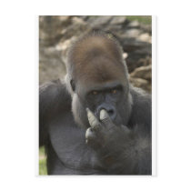 gorilla picking his nose - eeeewwwwwwww! postcards