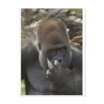 gorilla picking his nose - eeeewwwwwwww! postcards