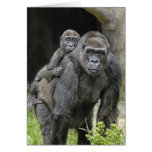 Gorilla "Piggyback" mum and baby #2 cards