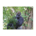 Gorilla Postcard