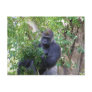 Gorilla Postcard