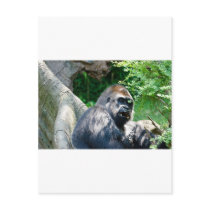 Gorilla Postcards