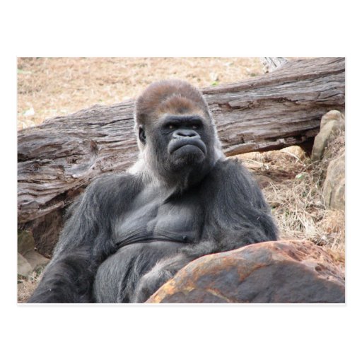 gorilla postcard