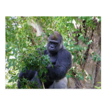 Gorilla Postcard