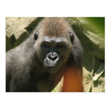 Gorilla Postcard