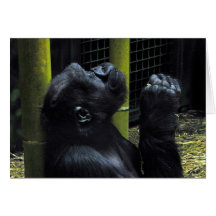 Gorilla Prayer Cards
