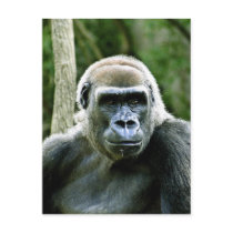 Gorilla Profile Postcard