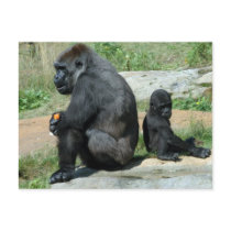 Gorilla Time Out Postcard