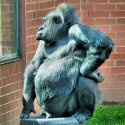 GORILLAS cards