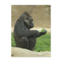 Gorrilla Postcard