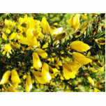 Gorse Bush photo sculptures