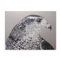 Goshawk Postcard